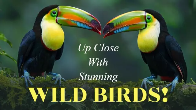 Stunning Wild Birds Close-Up Nature Trending YouTube Thumbnail Template