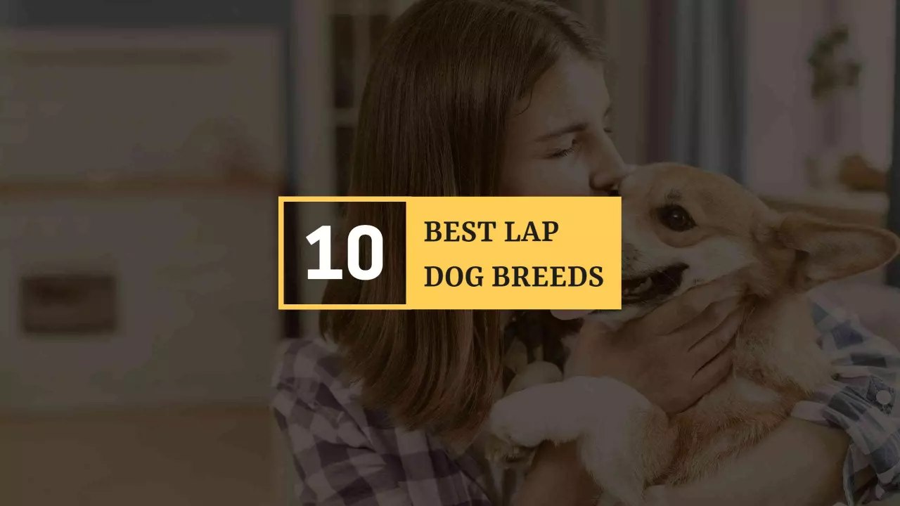 Top 10 Lap Dog Breeds to Cuddle with on YouTube Banner Template