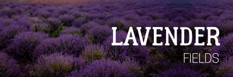 Tranquil Lavender Fields Under a Sunset Sky Twitter Banner Template