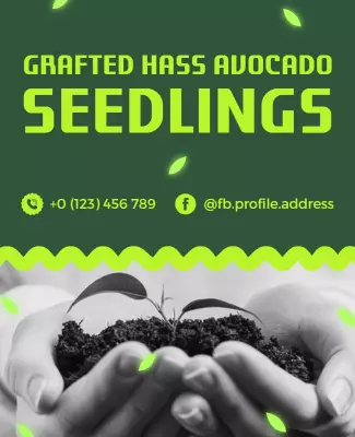Vibrant Green Grafted Hass Avocado Seedlings Poster Template